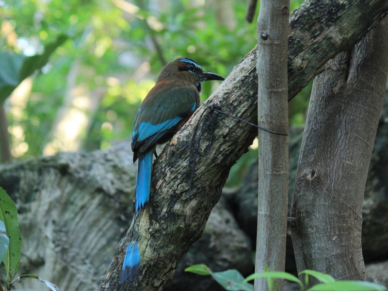 Tropikal-Kite-School-El-Cuyo-Activities-Birdwatching-min